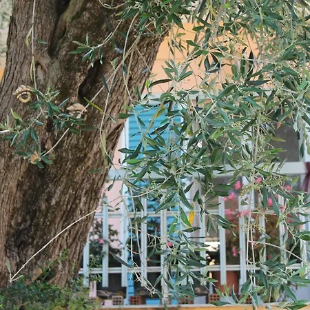 Theama Corfu Marathias (Corfu)
